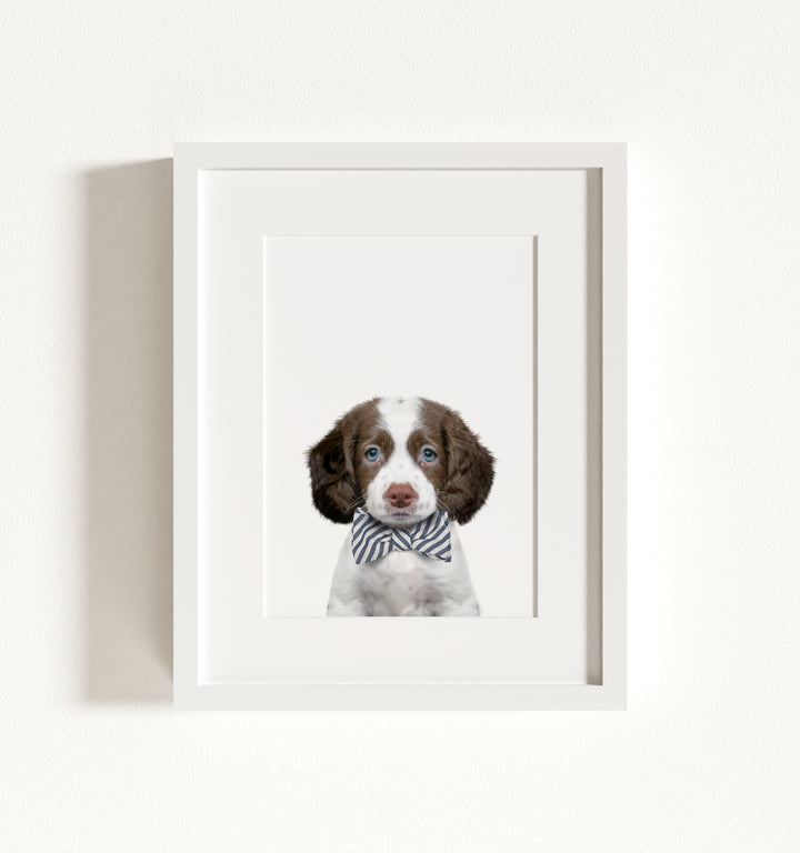 Baby Puppy Springer Spaniel Portrait Framed Art