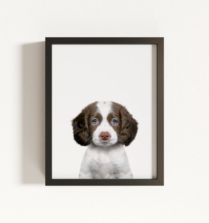 Baby Puppy Springer Spaniel Portrait Framed Art
