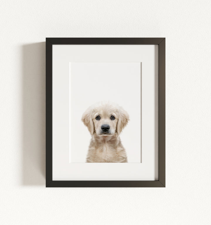 Baby Puppy Golden Retriever Portrait Framed Art