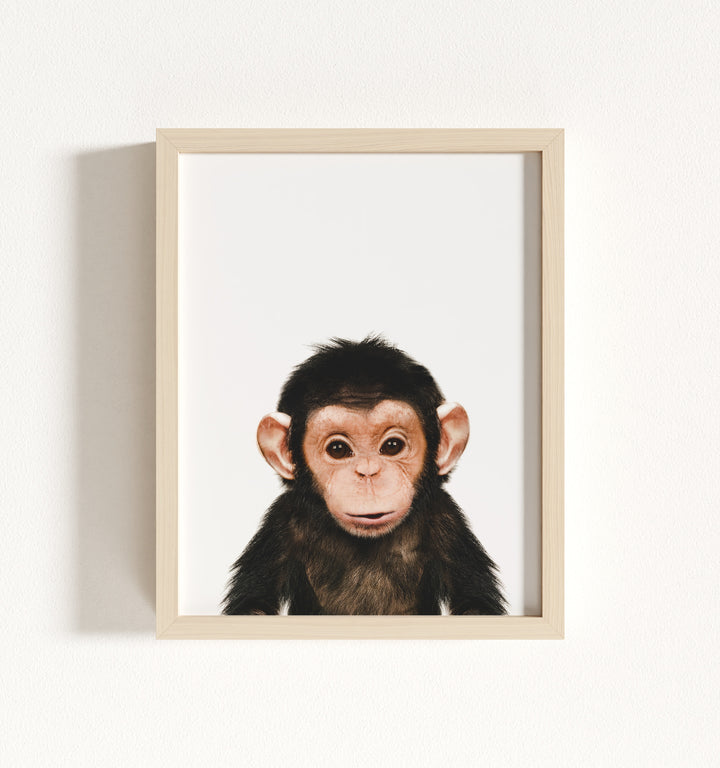 Baby Chimpanzee Framed Art