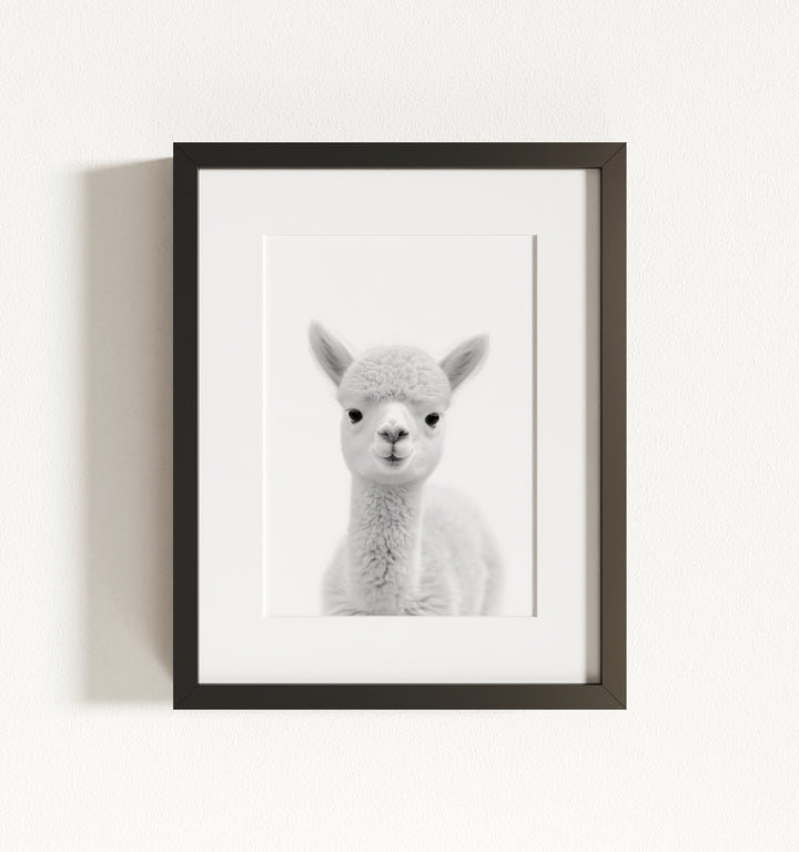 Baby Alpaca Framed Art