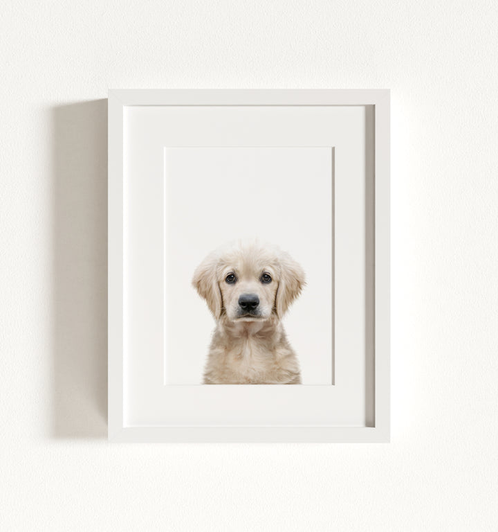 Baby Puppy Golden Retriever Portrait Framed Art