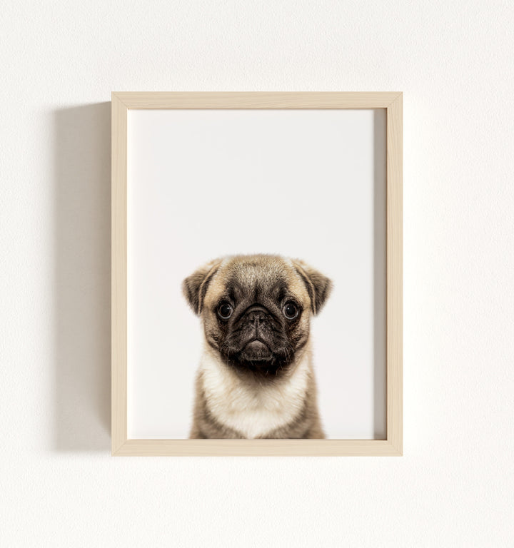 Baby Pug Puppy Framed Art