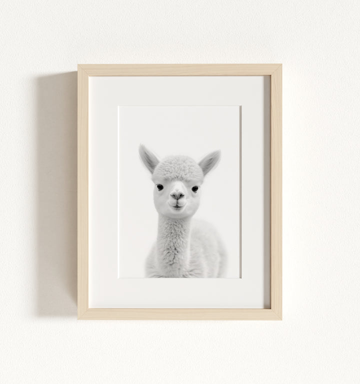 Baby Alpaca Framed Art