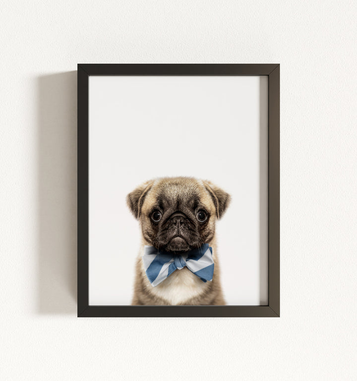 Baby Pug Puppy Framed Art