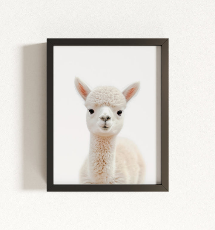 Baby Alpaca Framed Art
