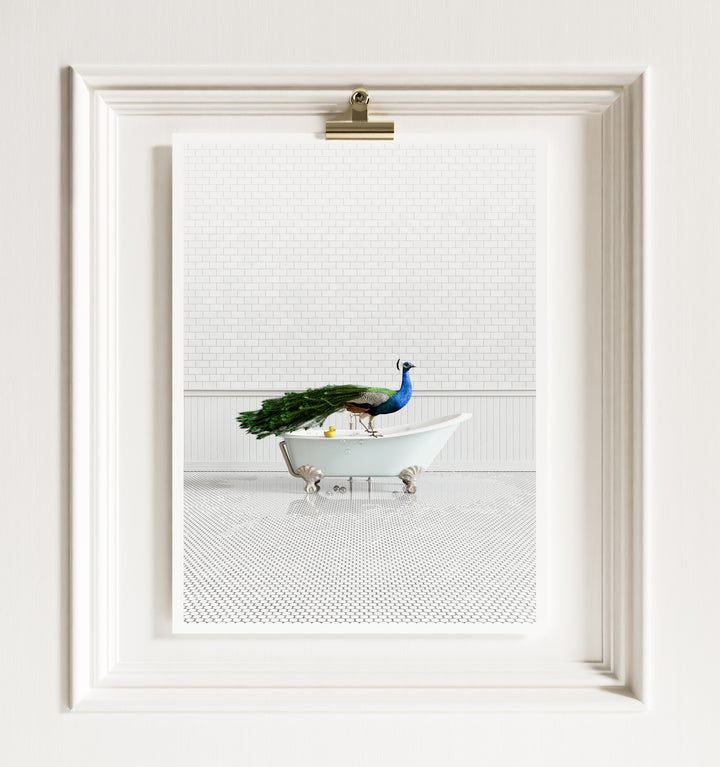 Peacock in Blue Bathtub