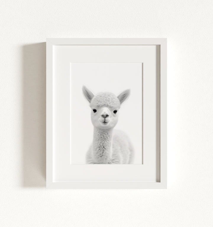 Baby Alpaca Framed Art