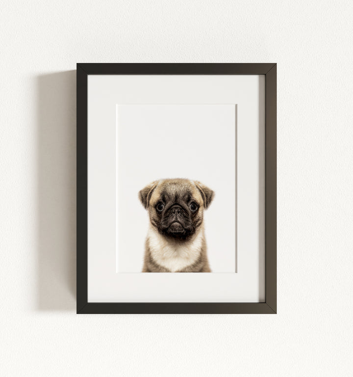 Baby Pug Puppy Framed Art