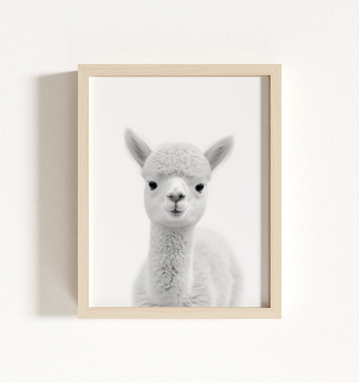 Baby Alpaca Framed Art