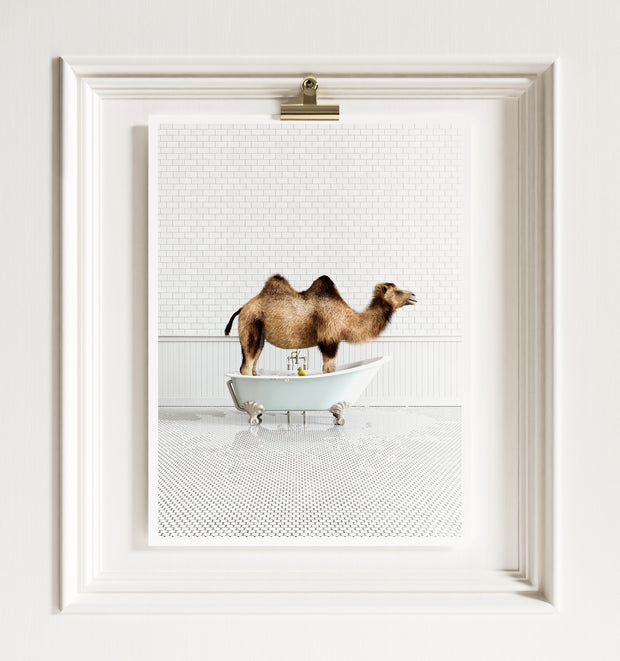 Camel in Blue Bathtub