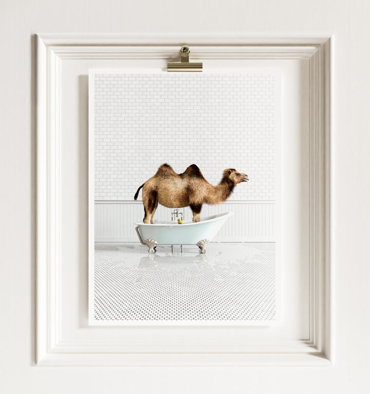 Camel in Blue Bathtub