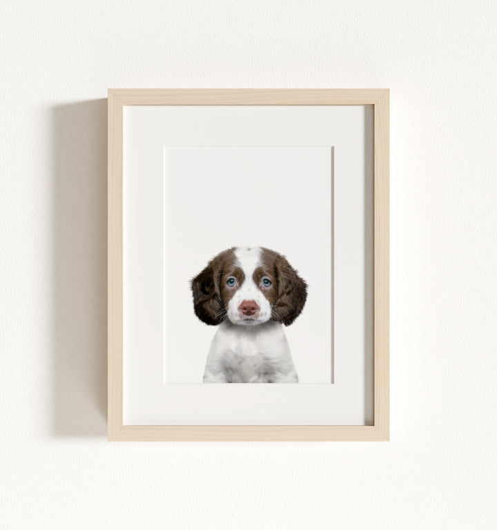 Baby Puppy Springer Spaniel Portrait Framed Art