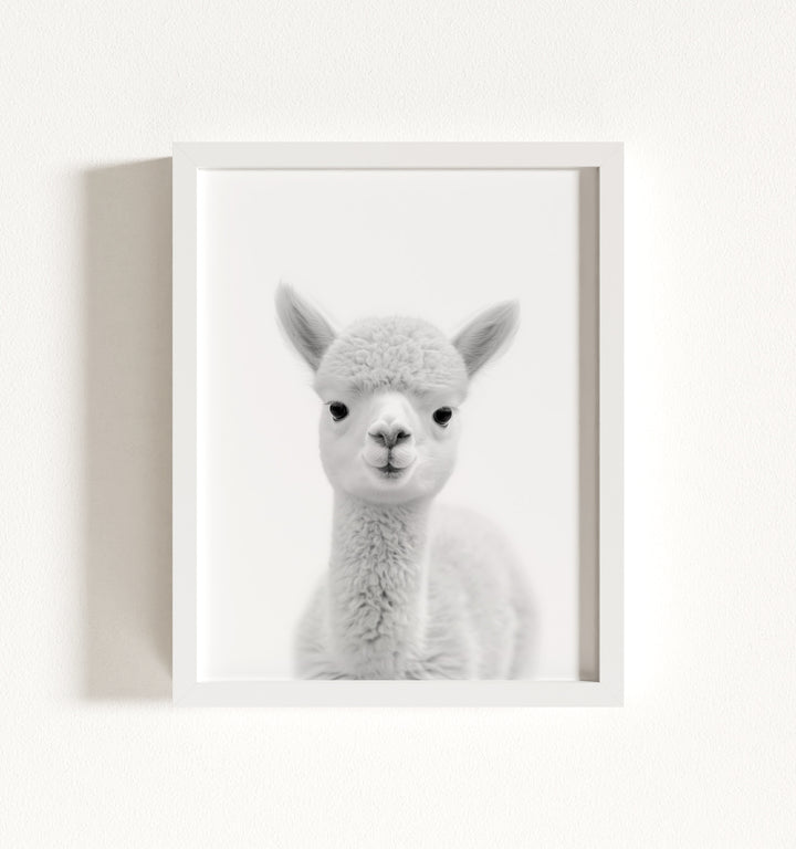 Baby Alpaca Framed Art