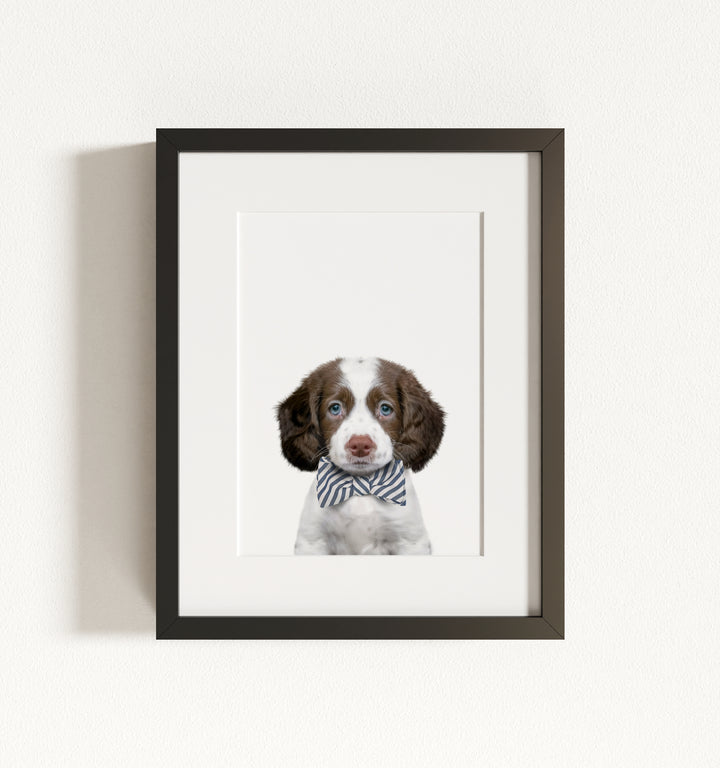Baby Puppy Springer Spaniel Portrait Framed Art