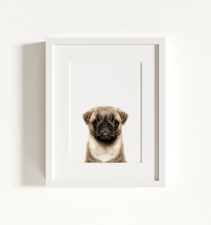 Baby Pug Puppy Framed Art