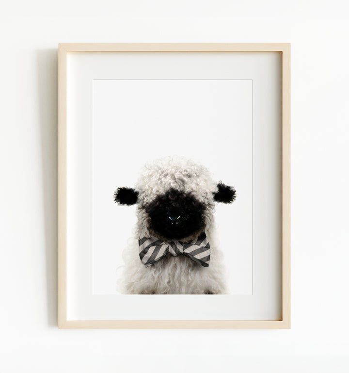 Baby Blacknose Sheep