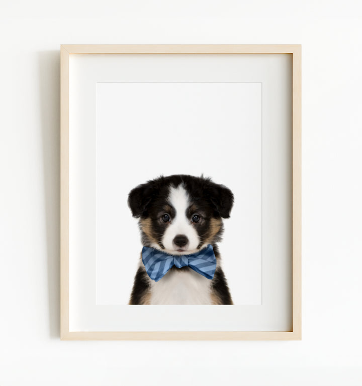 Baby Australian Shepherd Puppy