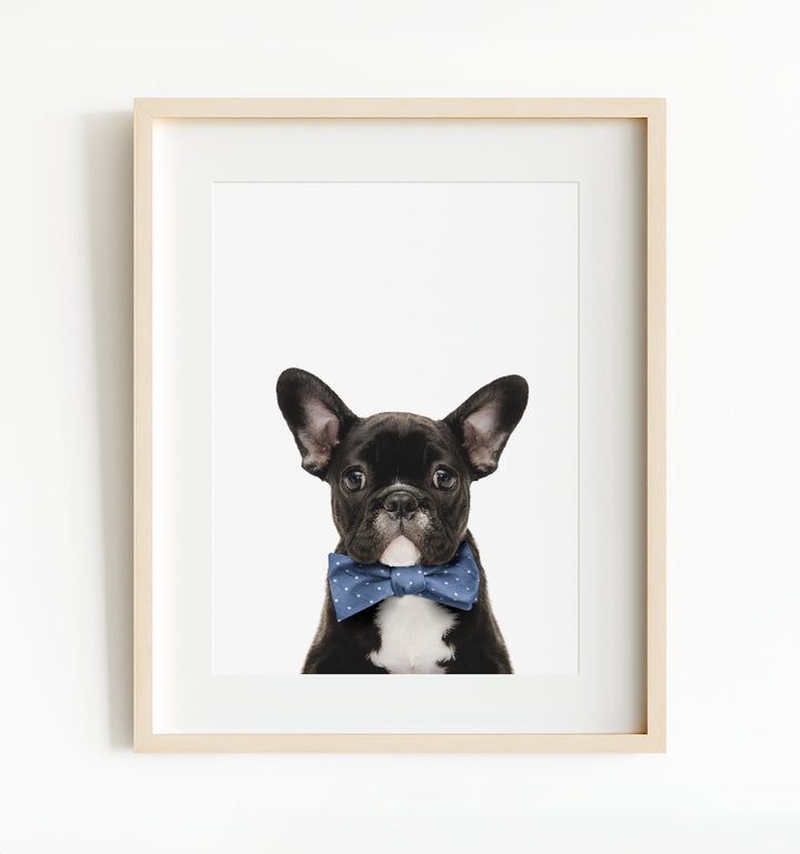 Baby Puppy French Bulldog