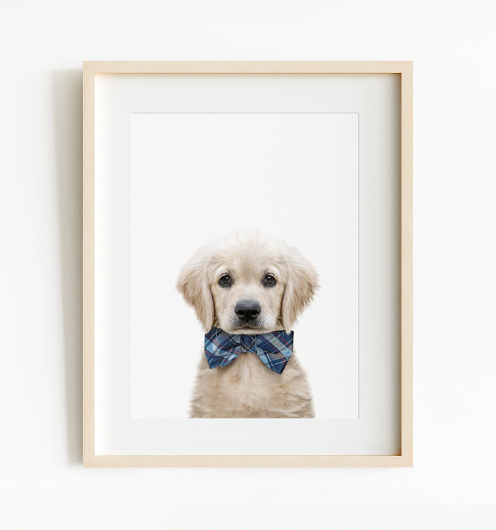 Baby Puppy Golden Retriever Portrait