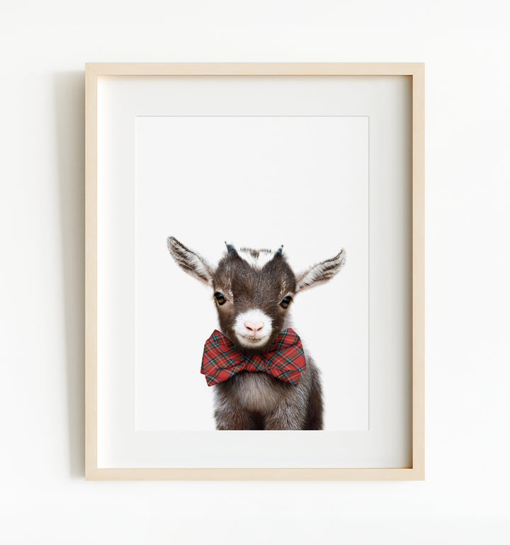 Baby Goat
