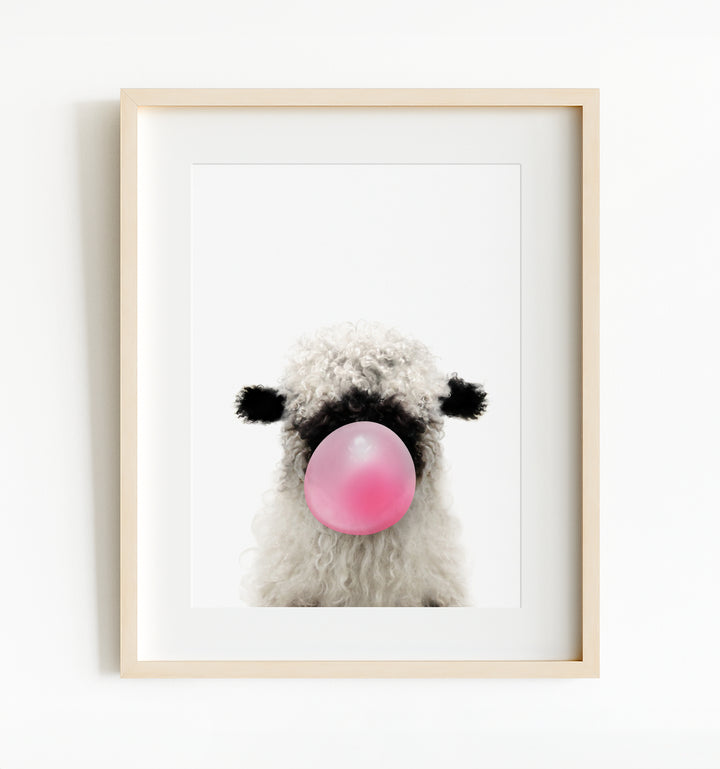 Baby Blacknose Sheep