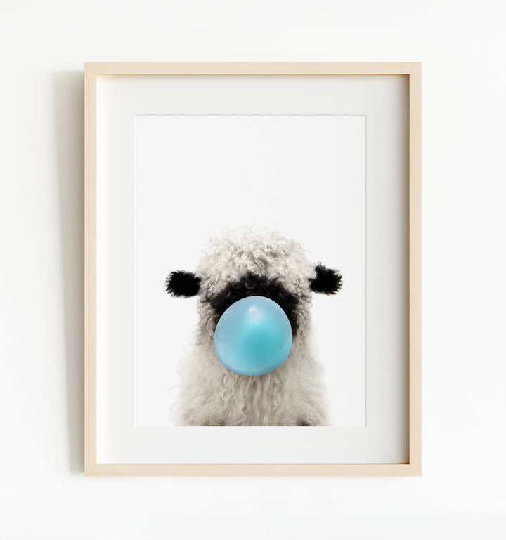 Baby Blacknose Sheep