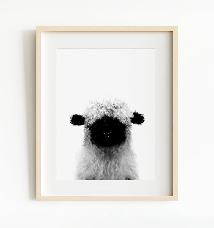 Baby Blacknose Sheep