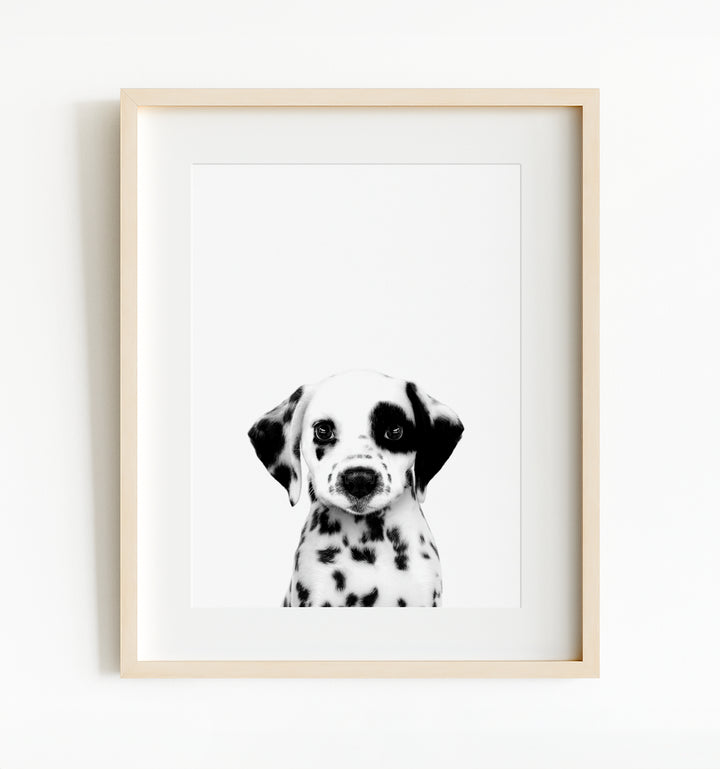 Baby Puppy Dalmatian