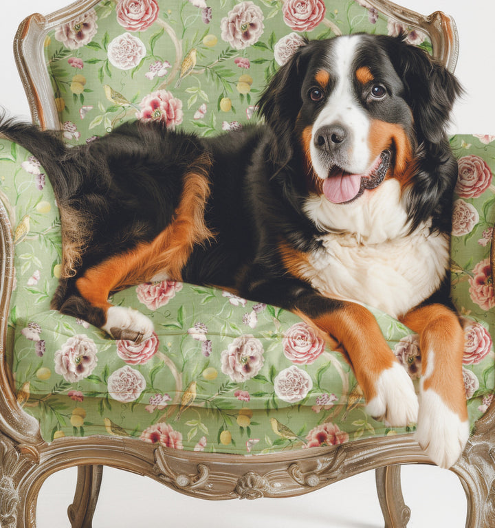 Bernese Mountain Dog on Chair