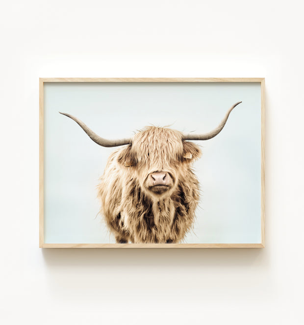 Highland Cow No. 3 with Background