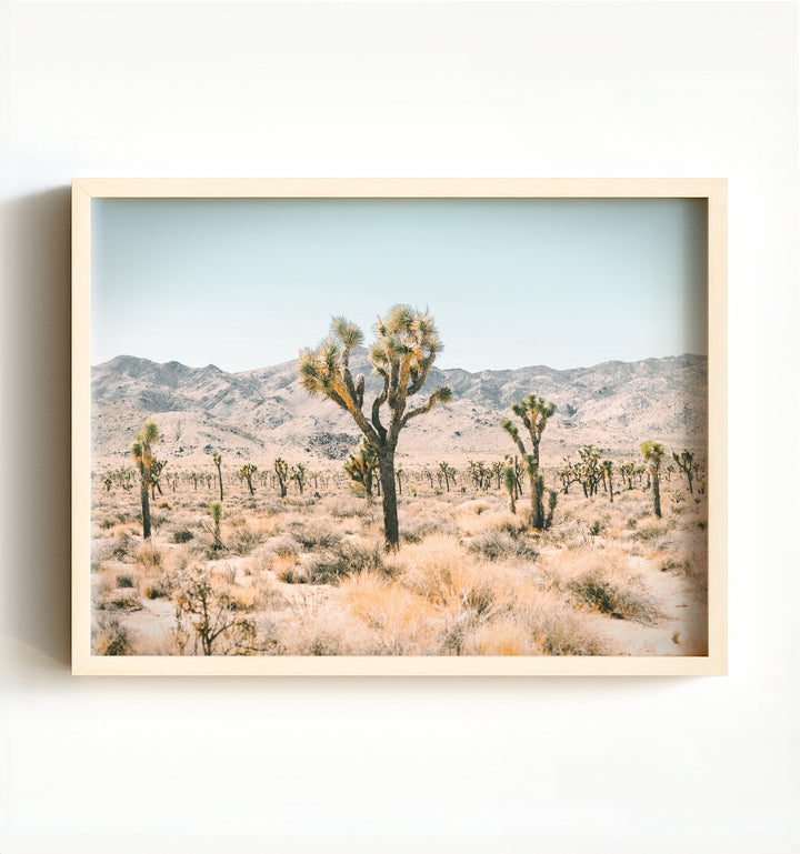 Joshua Tree