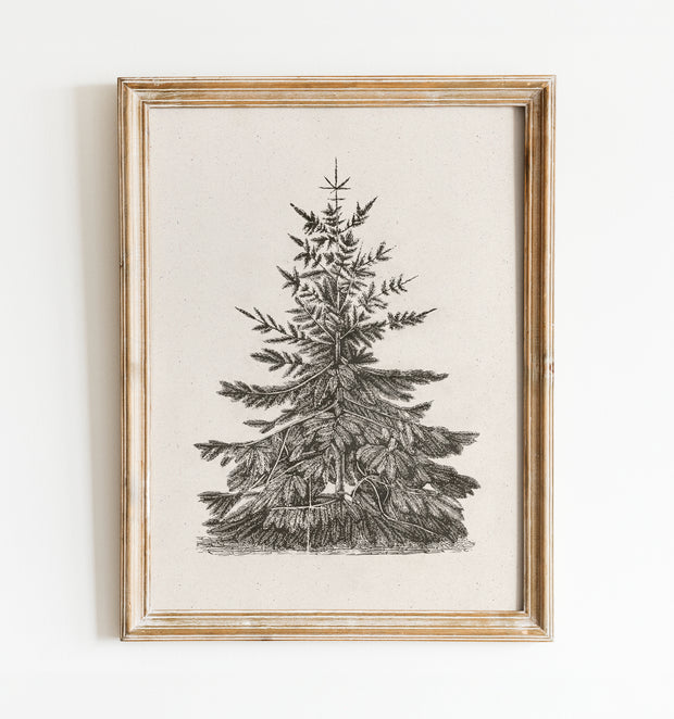 Old Pine Art Print