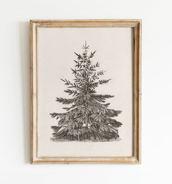 Old Pine Art Print