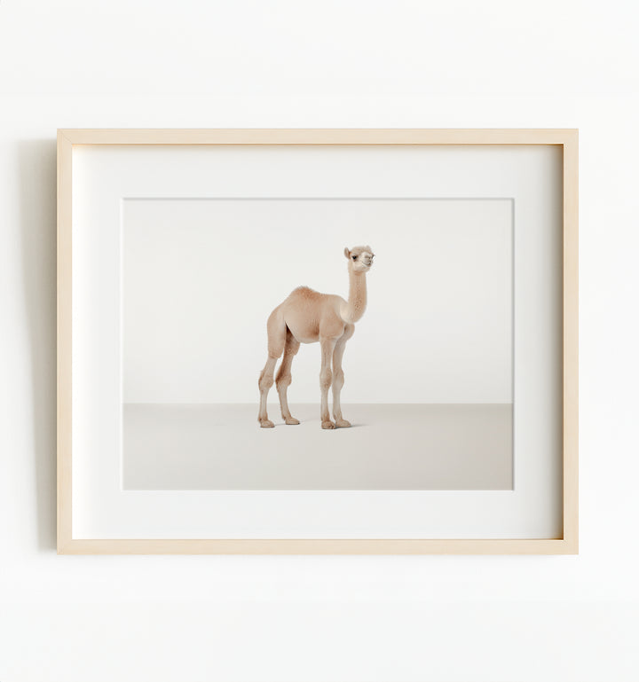 Studio Camel Art Print