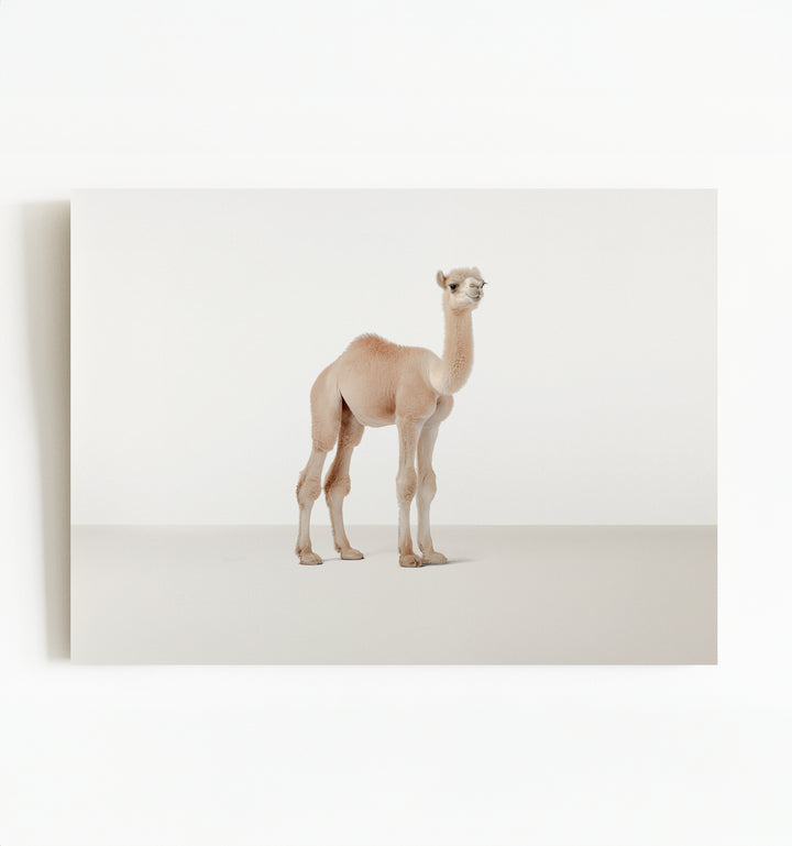 Studio Camel Art Print