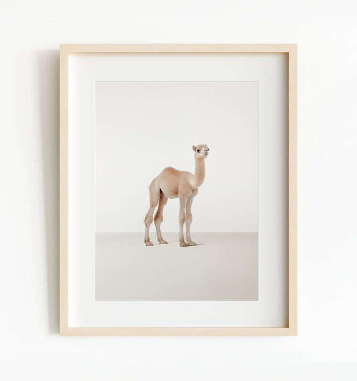 Studio Camel Art Print