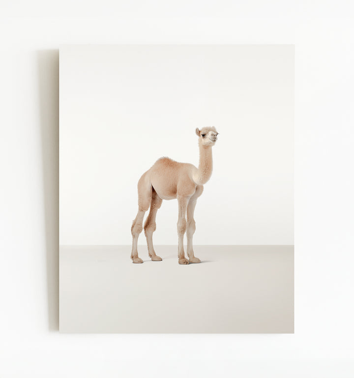 Studio Camel Art Print
