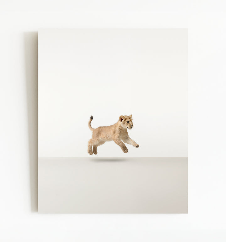 Studio Lion Art Print