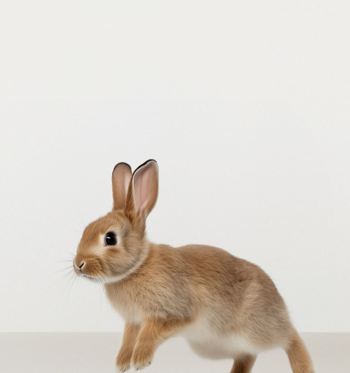 Studio Rabbit Art Print