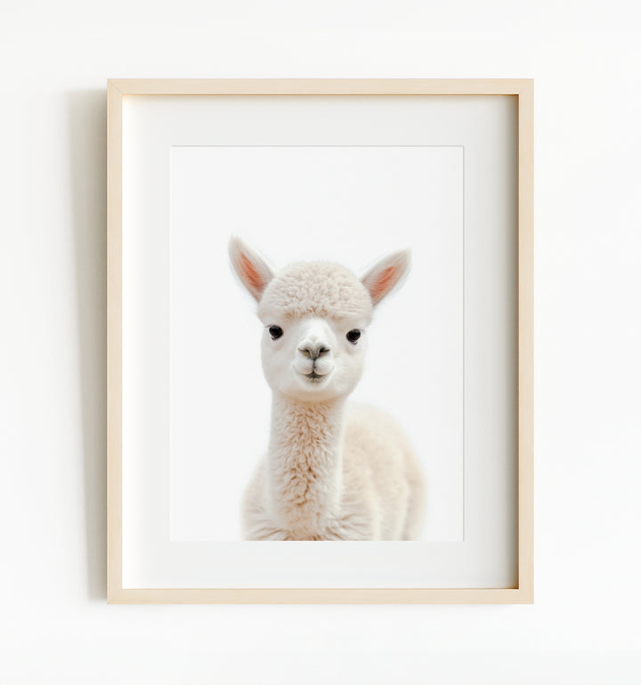 Baby Alpaca