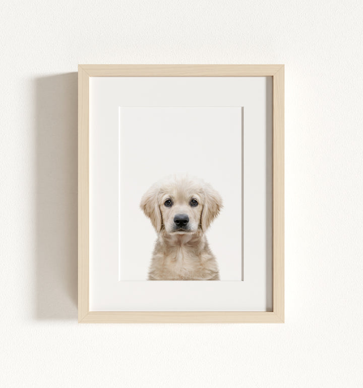 Baby Puppy Golden Retriever Portrait Framed Art