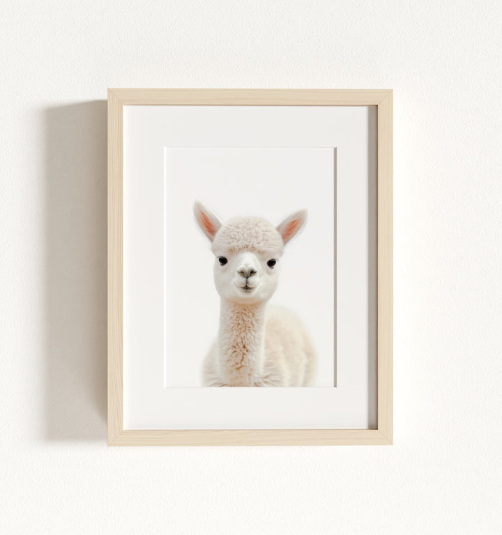 Baby Alpaca Framed Art