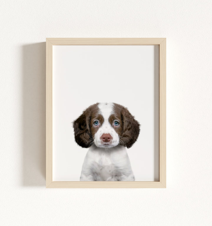 Baby Puppy Springer Spaniel Portrait Framed Art