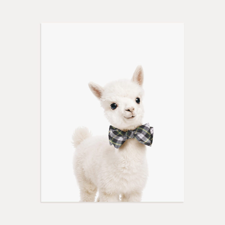 Baby Alpaca