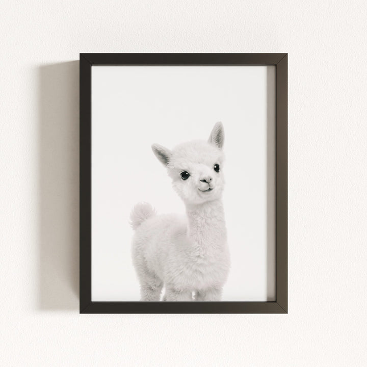 Baby Alpaca