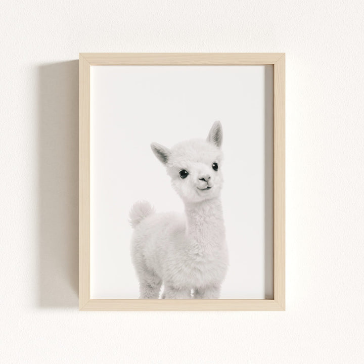 Baby Alpaca