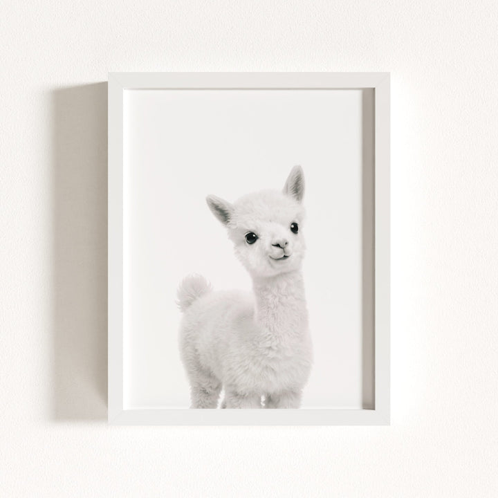 Baby Alpaca
