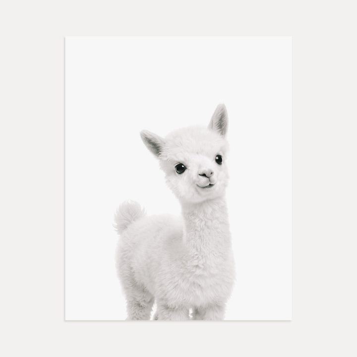 Baby Alpaca