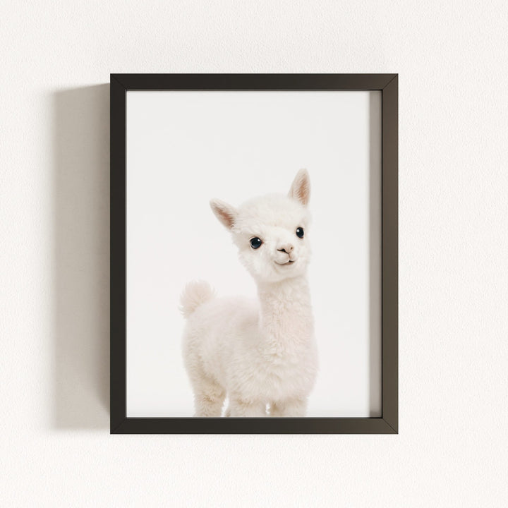 Baby Alpaca